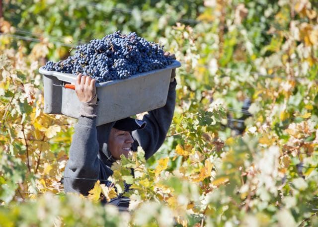 Harvest carry through golden vines at Sciandri Family Vineyards