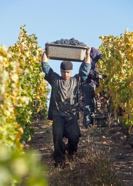Worker carrying harvest lugs through vineyard