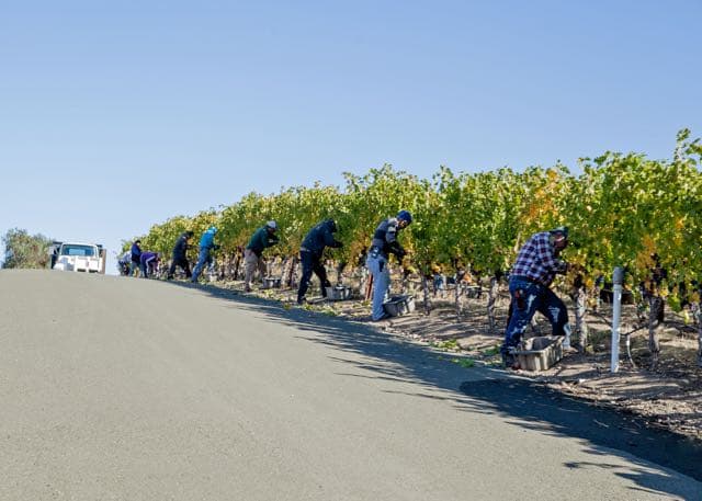 Harvest crew picking along vineyard row