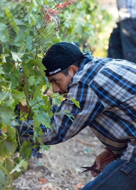 Hands picking grapes through vine canopy
