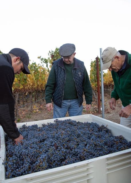 Harvest inspection at Sciandri Family Vineyards, Coombsville AVA, Napa Valley