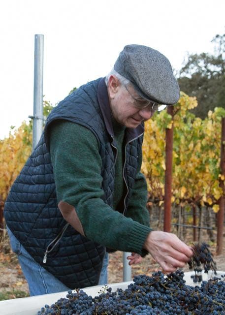 Founder sorting grapes at harvest