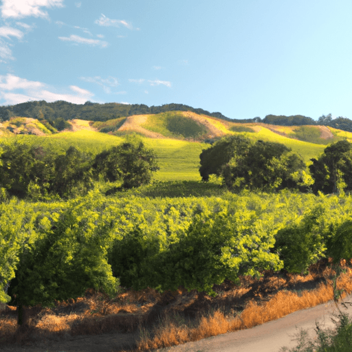 Top 6 Winery Tours in Napa Valley