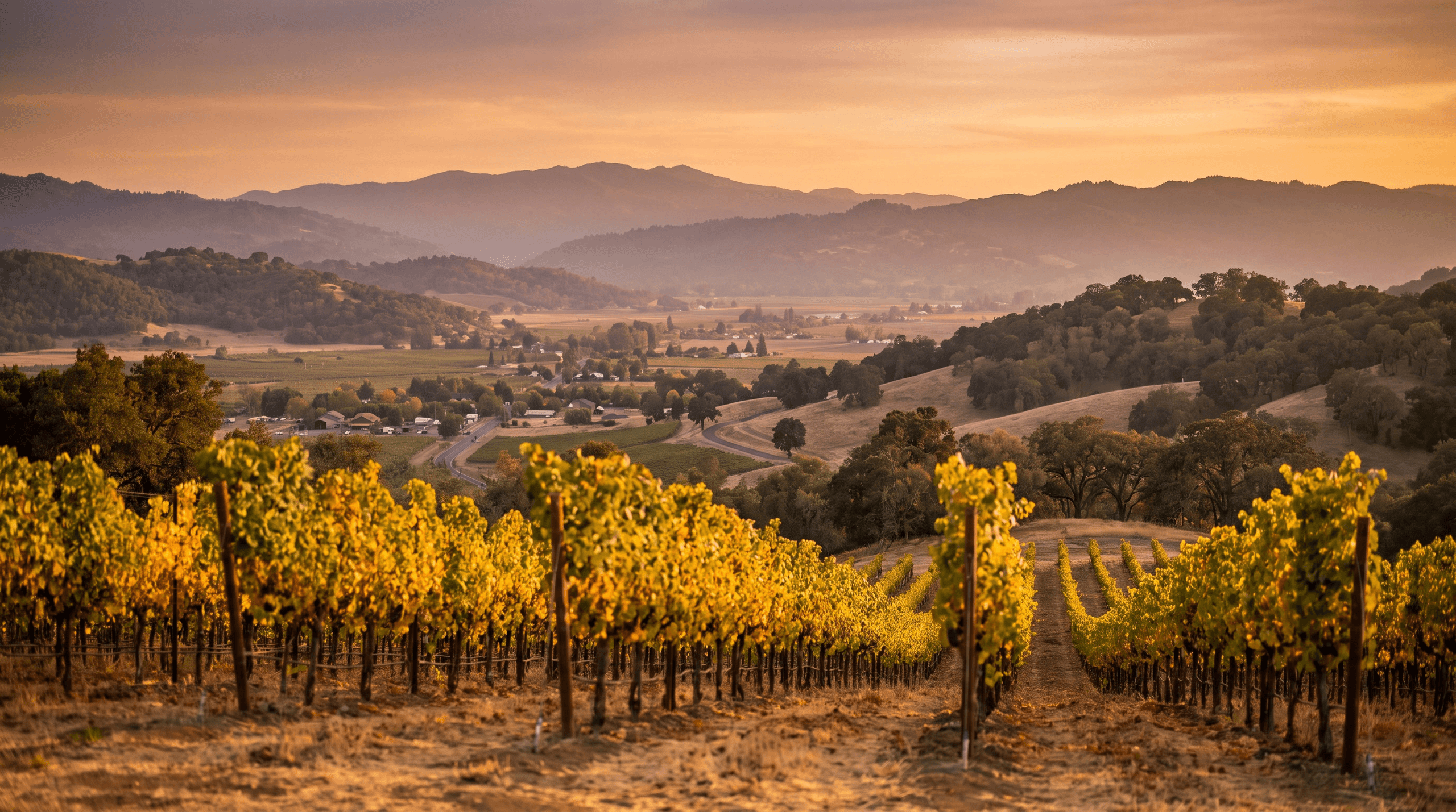 Napa Valley vineyards at golden hour looking across the valley floor toward the Mayacamas range