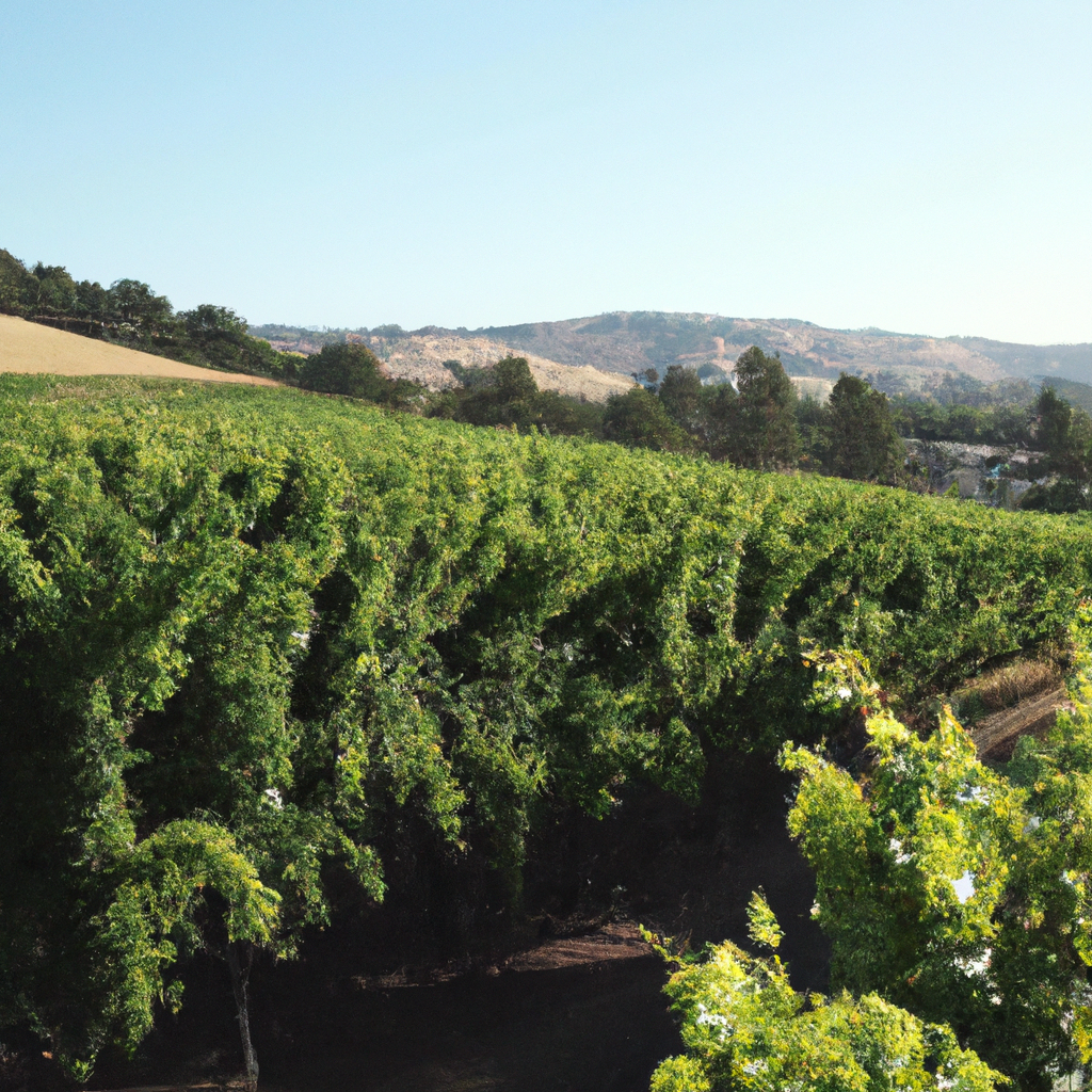 The Best Views at Napa Valley and Sonoma Wineries