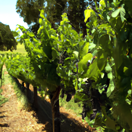 Exploring the World of Clonal Cabernet at Schrader Cellars