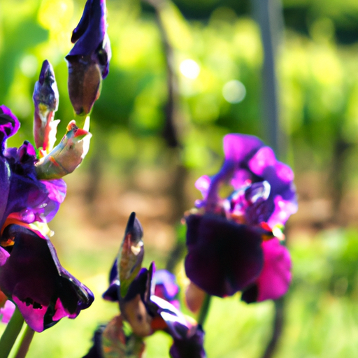 Exploring the Flavors of Iris Vineyards