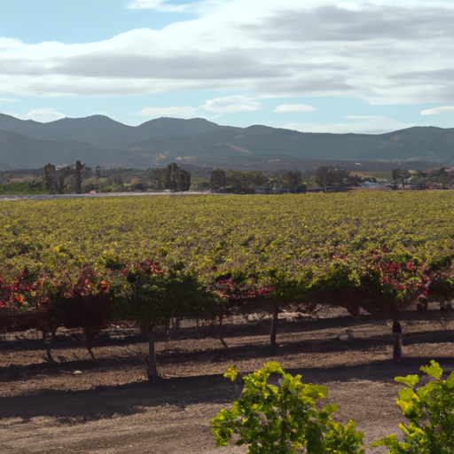 Top 9 Wine Tours in Temecula
