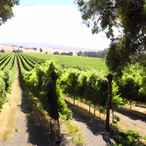 Exploring the Finest Wineries and Wine Trails on the Westside