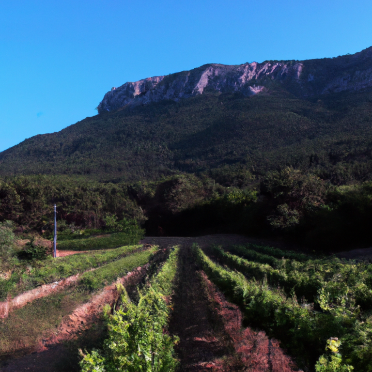 Exploring the DO Montsant Wine Region on TV