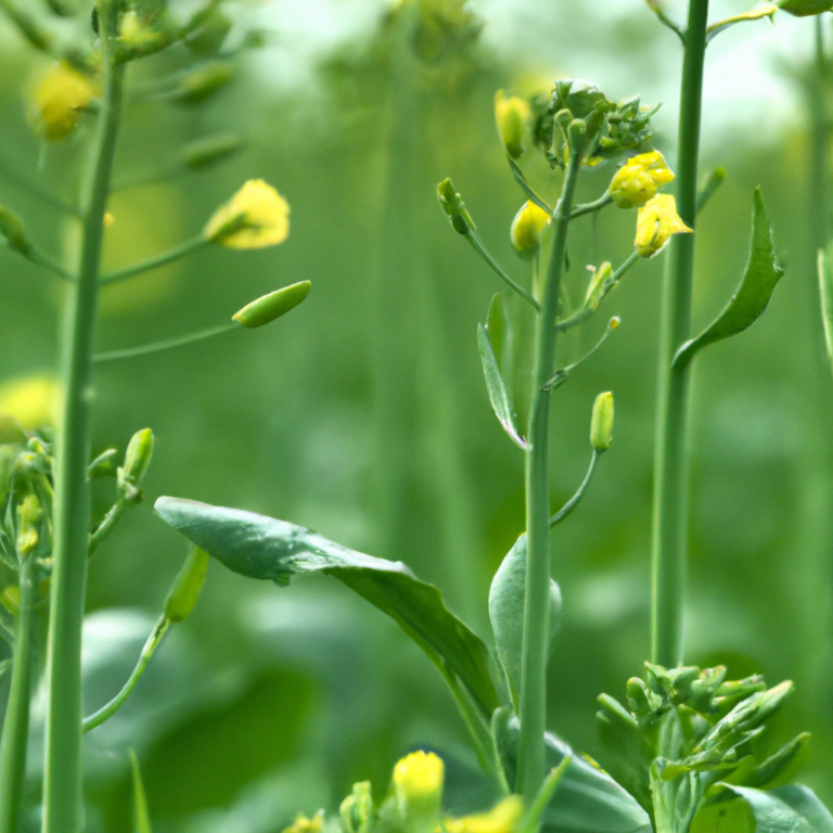 Celebrating the Bud Break of Mustard